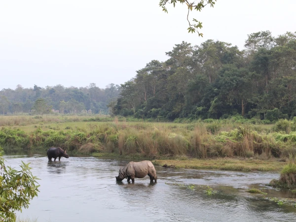 Explore Chitwan: Best Activities, Attractions & Must-Do Experiences