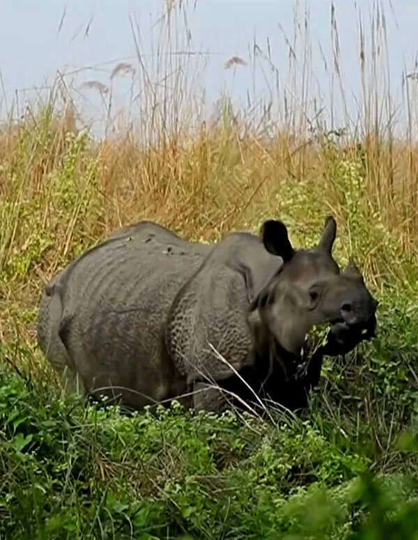 Jungle Safari in Nepal