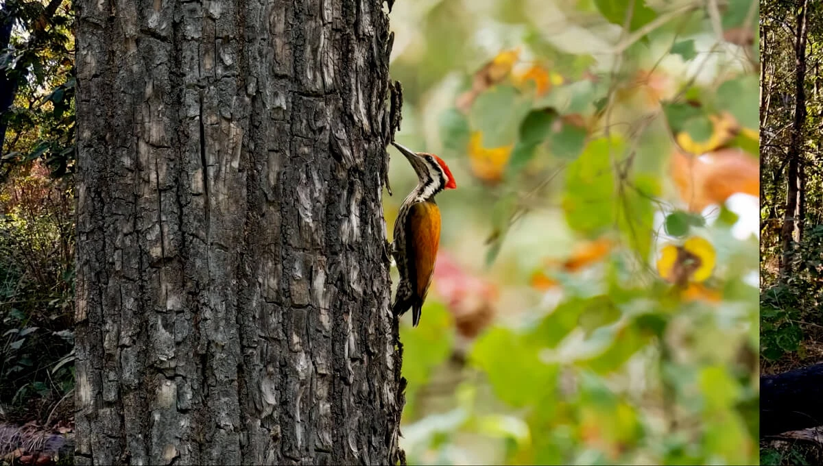 Bird Watching in Bardia National Park