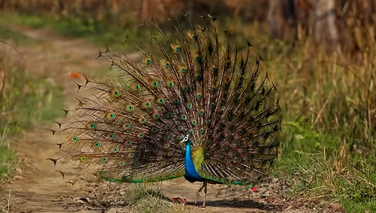 Birds in Chitwan National Park