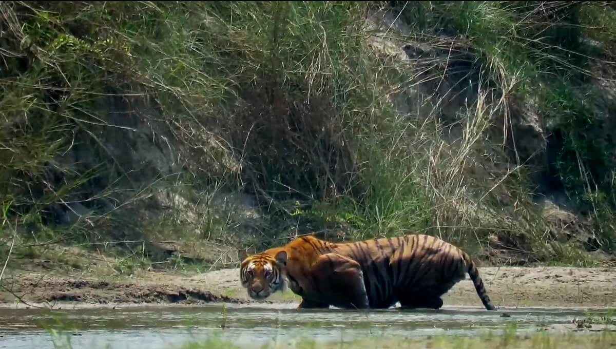 Tiger in Bardia National Park