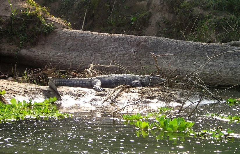 chitwan national park
