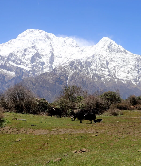 Annapurna South and Hiunchuli