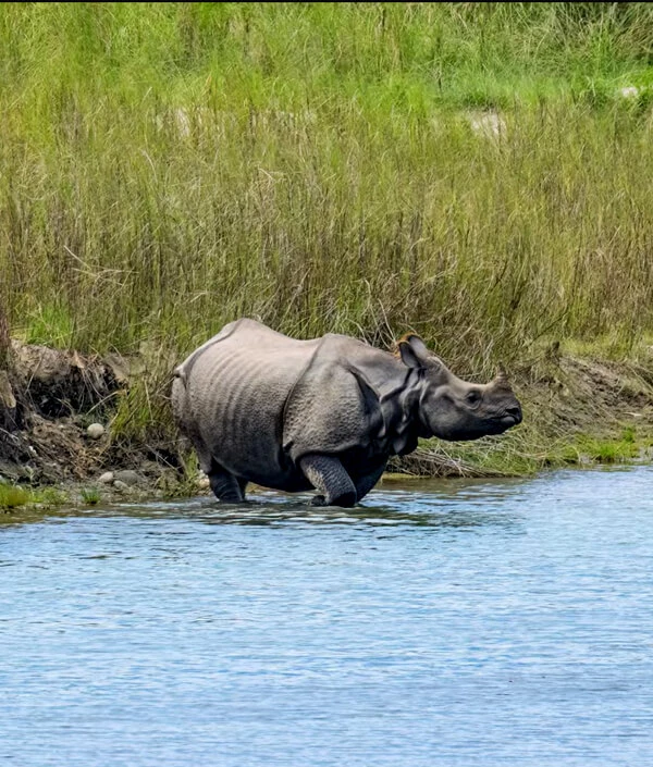 Bardia Jungle Safari Price