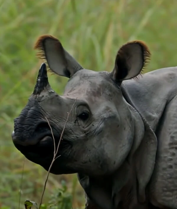 Chitwan Wildlife Safari